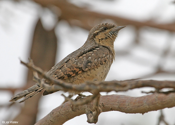    Eurasian Wryneck  Jynx torquilla                         ,, 2009.: 